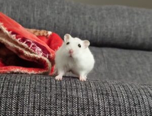 ハムスター