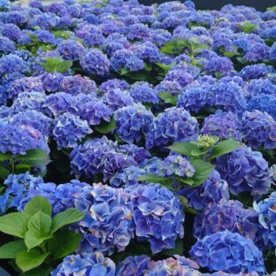 つまみ細工のアクセサリー☆夏のおすすめまとめ